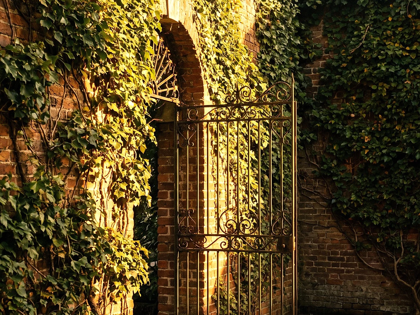 A brick courtyard wall covered in ivy with a wrought iron gate ajar, late sun raking across.